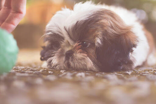13 Best Dogs That Could Fit Into Your Life